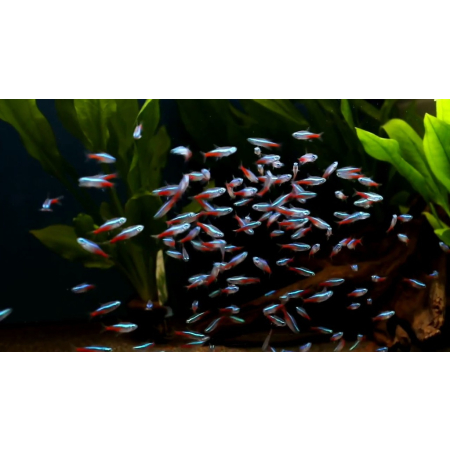 Neon innesa
